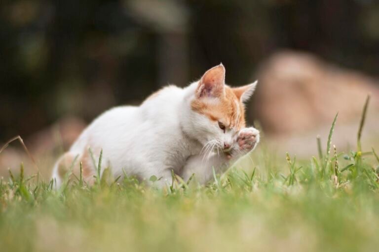 Adorable kitten grooming its paw in lush green grass on a sunny day.