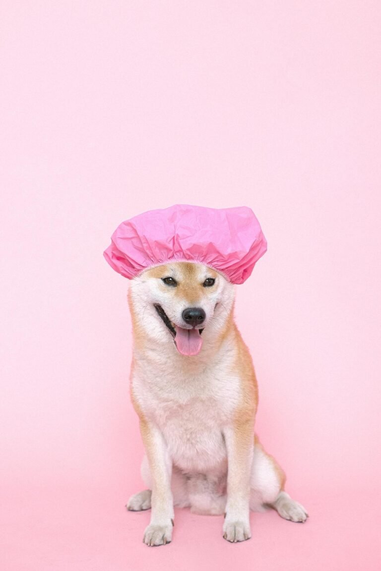 Adorable Shiba Inu wearing a pink shower cap, posing against a pink backdrop.