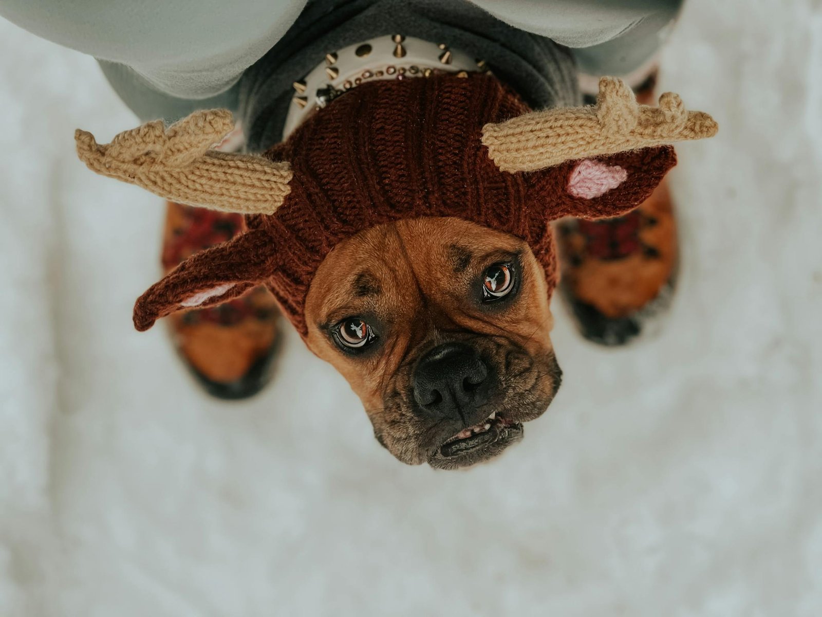 Brown dog dressed in a reindeer costume enjoys a snowy day outdoors.