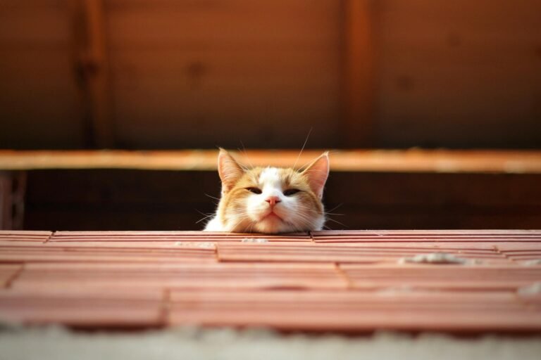 Charming cat curiously peeking over a rooftop edge, enjoying the warm day.