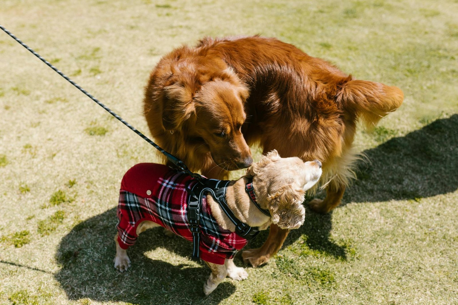 Two cute dogs in a playful interaction on a sunny day in the park.