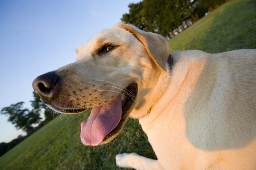 family, pet, animal, dog, yellow lab, labrador retriever, wide angle